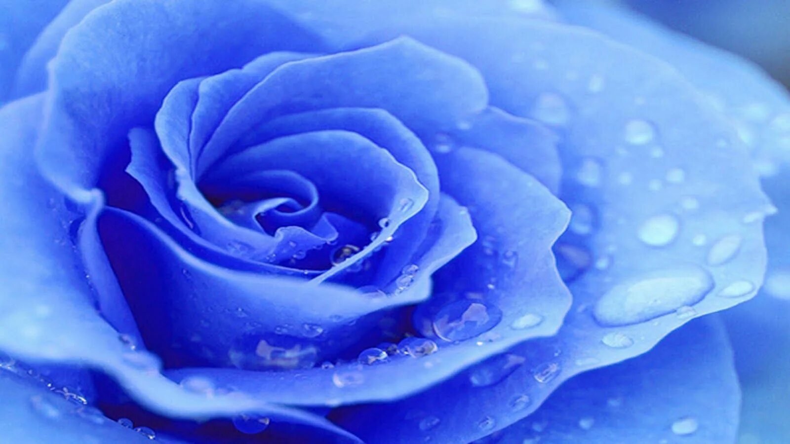 Синие картинки распечатать. Роза голубая. Синяя роза. Синий цвет. Красивый голубой.