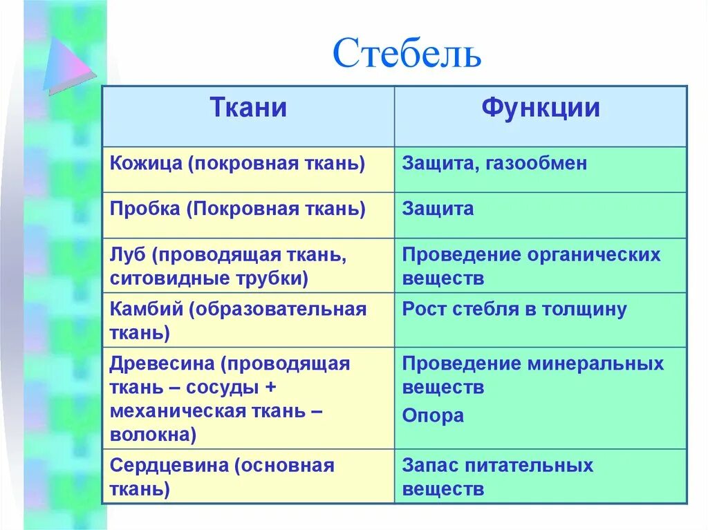 Внутреннее строение стебля функции. Функции тканей стебля. Стебель строение и функции. Строение части стебля и функции. Строение стебля ткани и функции.