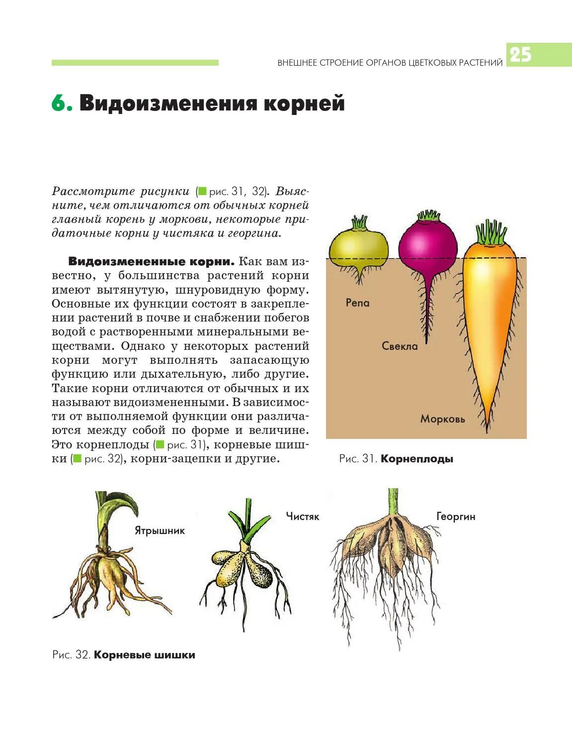 Видоизмененный корень имеется у. Видоизмененные корни моркови. Строение корня и видоизменения. Видоизменение корня моркови.