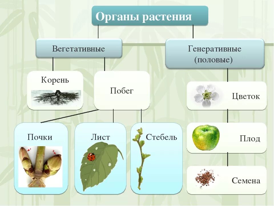 Растительный организм примеры. Растения – ткани, вегетативные и генеративные органы. Генеративное размножение схема. Генеративные репродуктивные органы растения. Вегетативные и генеративные органы растений таблица.