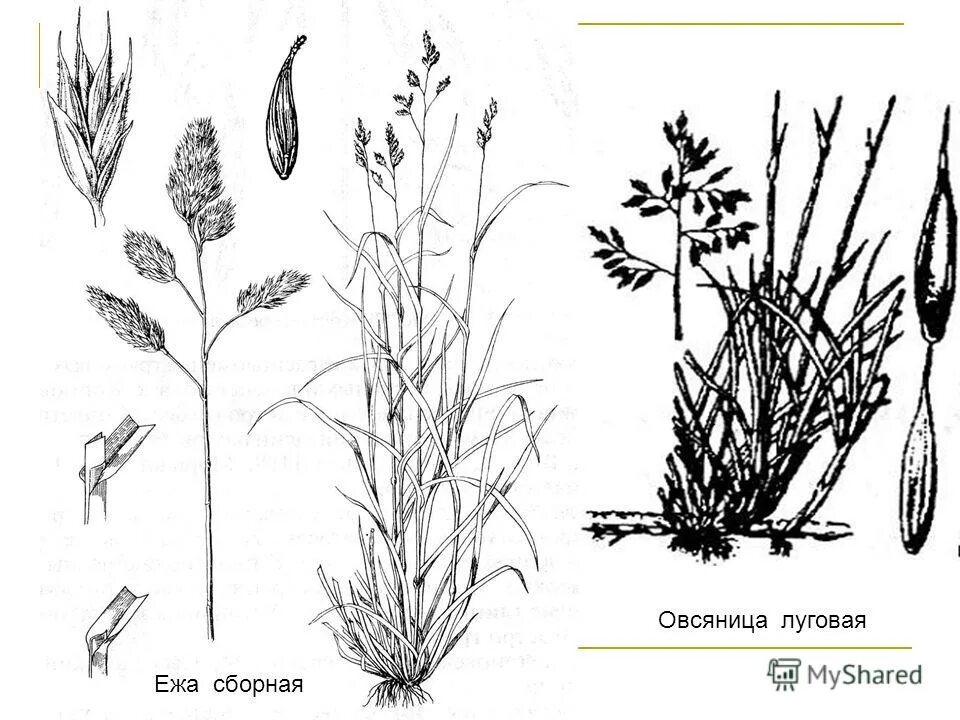 Второй трофический уровень ежа сборная. Мятлик ежа овсяница. Овсяница Луговая Зорька. Ежа сборная, мятлик Луговой, овсяница многолетние. Овсяница Луговая рисунок Ботанический.