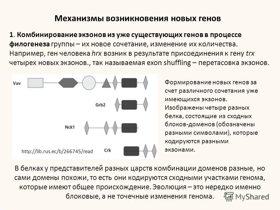 Образование новых комбинаций генов