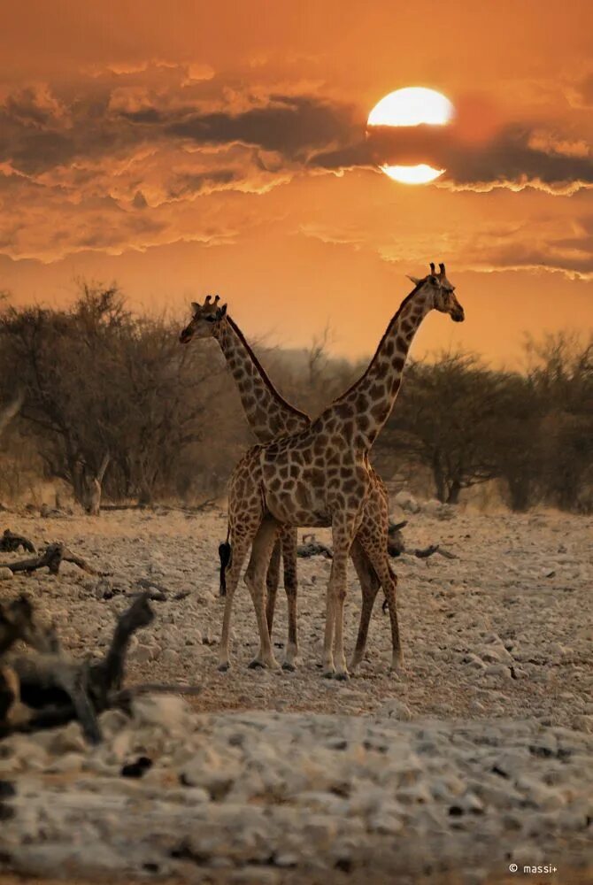 Africa safari. ЮАР сафари. Саванна сафари. Сафари Африка Жирафы Кения. Жирафы в саванне.