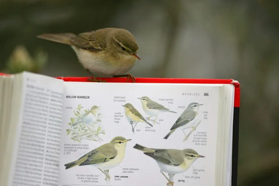 The Sparrow Warbler перевод.