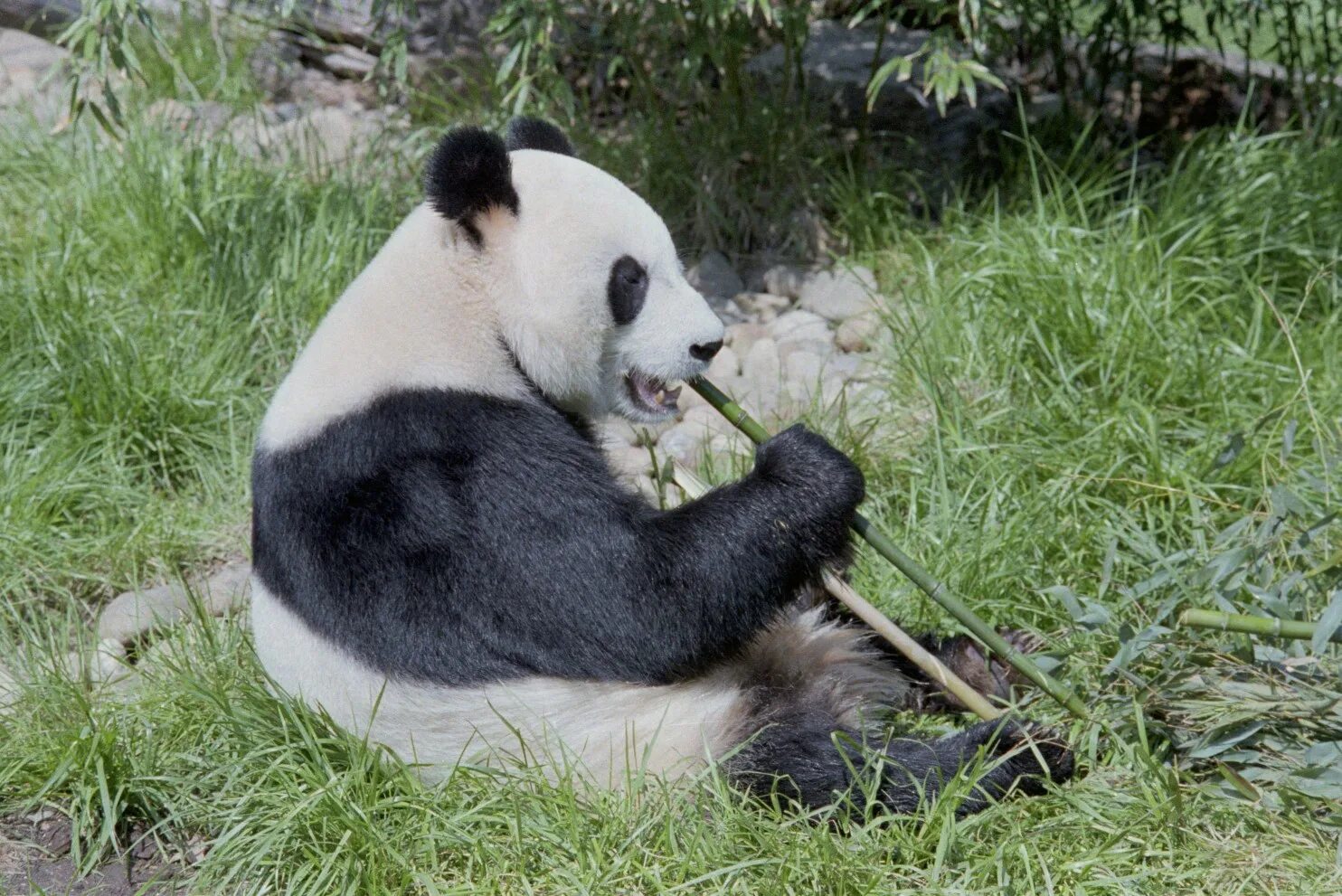 Pandas having