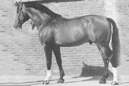 Жеребец 1970