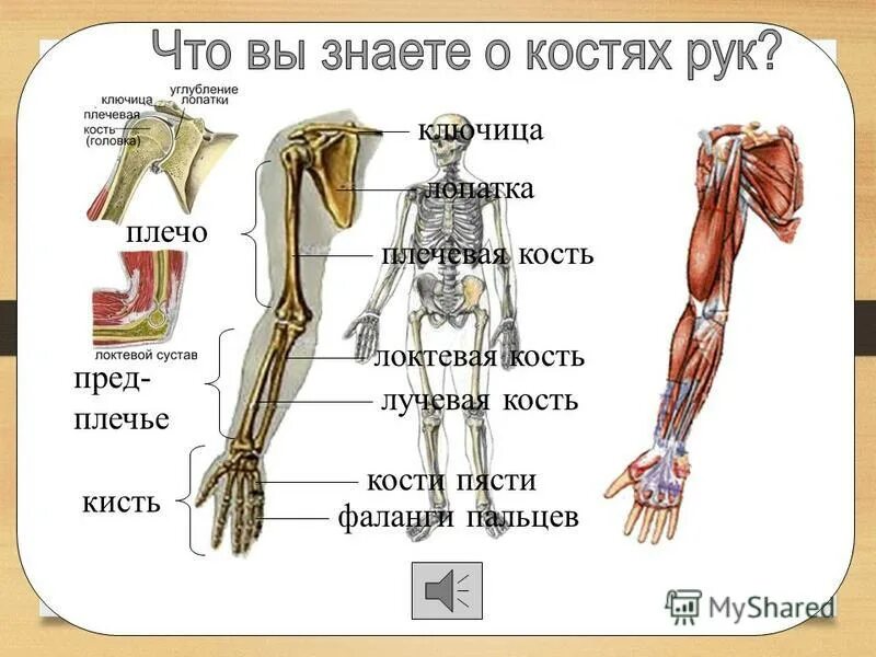 Части руки человека