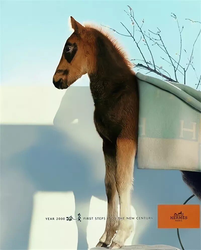 Реклама лошадок. Реклама коня. Реклама с лошадью. Дизайн лошади реклама. Hermes лошади.