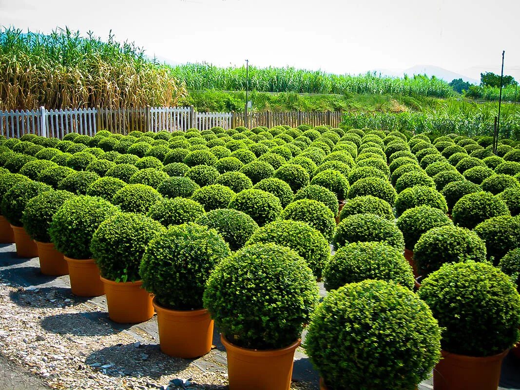 Вечнозеленые декоративные. Самшит Буксус. Buxus sempervirens самшит. Самшит Буксус вечнозеленый. Буксус (самшит) куст.