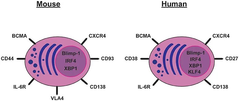 Mice cells. IPS клетки. Plasma Cell. Human Mouse. Cd138 единичные клетки что значит.