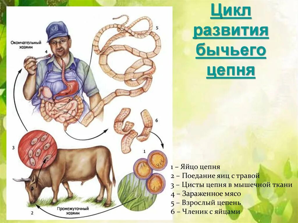 Образ жизни бычьего цепня. Промежуточный хозяин бычьего цепня. Бычий цепень промежуточный хозяин окончательный хозяин. Цикл развития бычьего цепня 7 класс биология. Цикл развития бычий цепень биология.