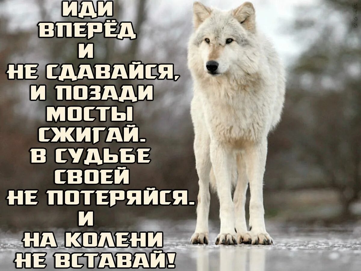 Надо идти вперед. Идти только вперед не оглядываясь. иди вперёд не оглядываясь. всегда иди вперед. иди вперед и не оглядывайся.