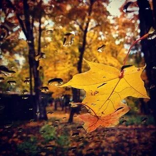 Полна осенней