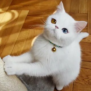 Кот пам пам