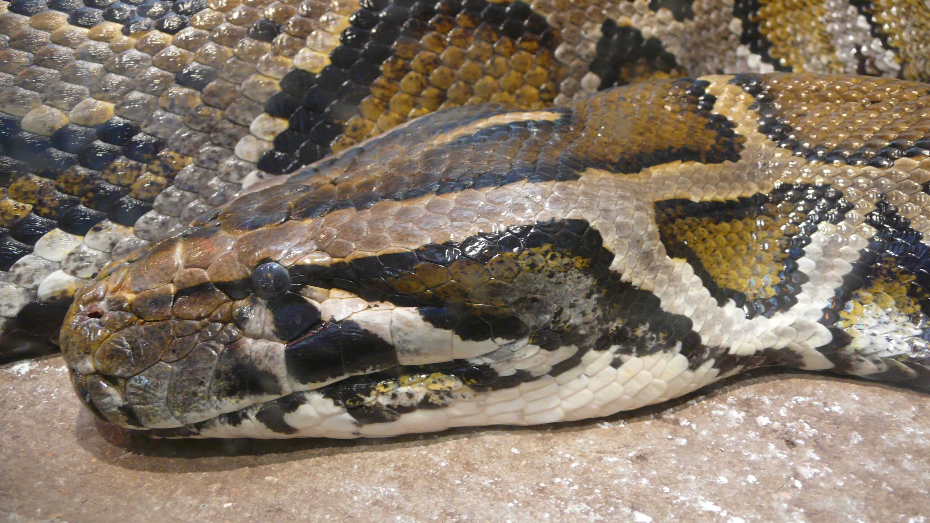 Питон 4 букв. Бирманский питон. тигровый питон. python molurus bivittatus.