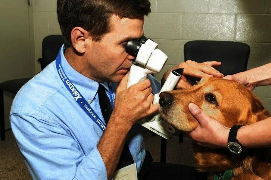 Офтальмология животных. Клиническое исследование собаки. Офтальмолог для животных. Ветеринар офтальмолог.