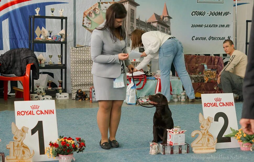 Выставка собак Владивосток 2021. Выставка собак Нижний Новгород. Выставка собак Краснодар 2023. Галактика Краснодар выставка собак.