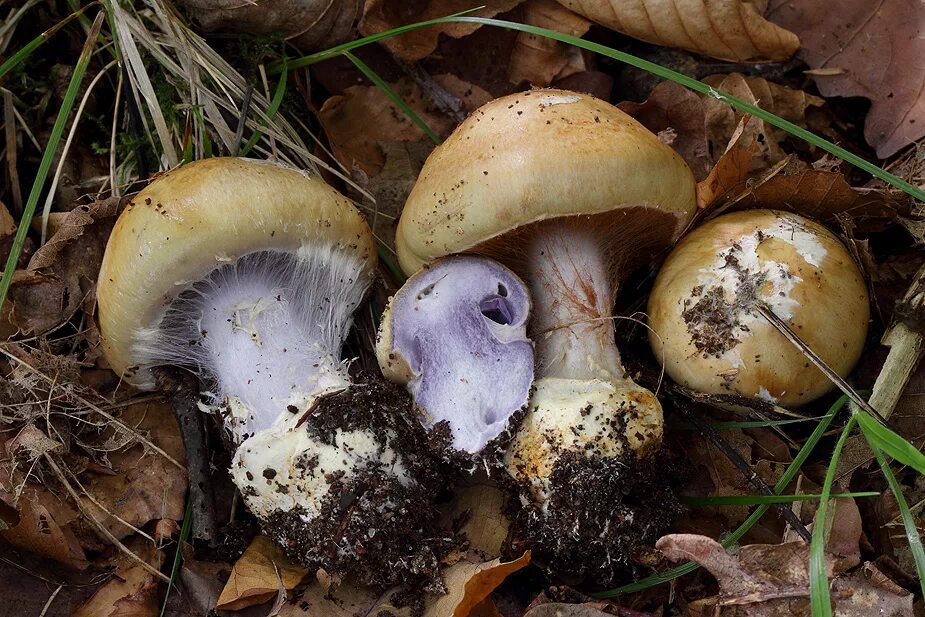 Паутинник обыкновенный. Съедобен ли паутинник. Паутинки грибы съедобные. Паутинник желтый (cortinarius triumphans). Съедобен ли паутинник.