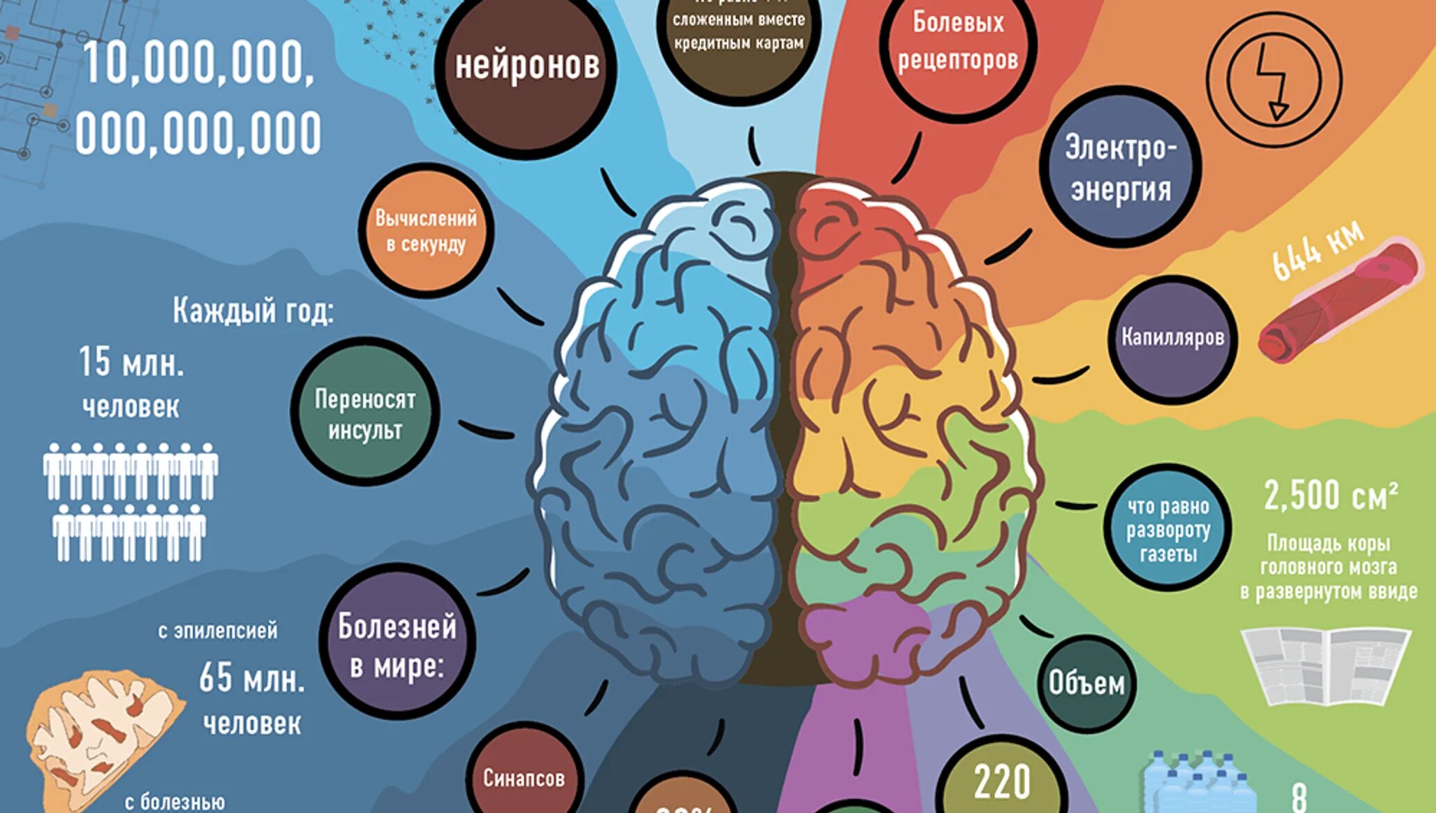 Сколько получает мозгов. Мозг инфографика. Инфографика мозг человека. Инфографика люди. Удивительные способности мозга.