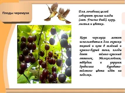 Плоды черемухи применение