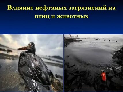 Влияние нефти на окружающую среду