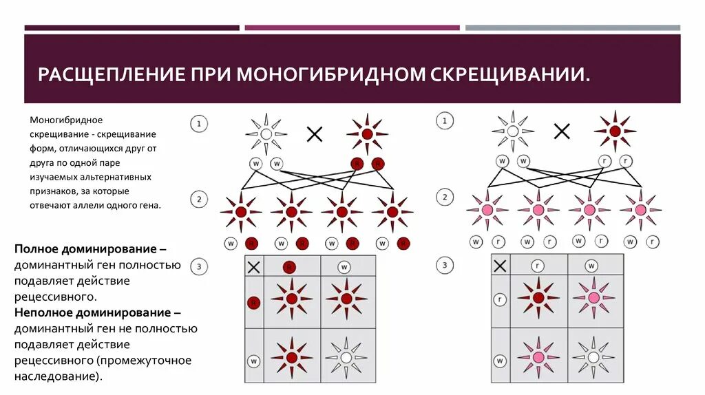 Скрещивание особей отличающихся друг от друга. Расщепление при моногибридном скрещивании. Моногибридное скрещивание полное доминирование. Моногибридное скрещивание при полном доминировании. Скрещивание форм отличающихся друг от друга по одной.