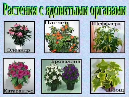 Растение на букву п