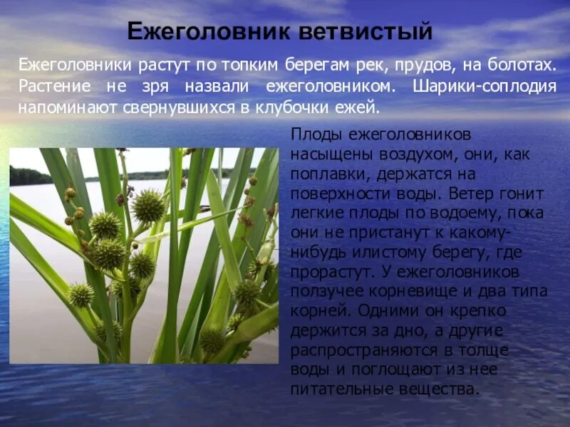 Растение водоема является. Водное растение ежеголовник. ежеголовник узколистный. ежеголовник злаковый. краткое описание ежеголовник.