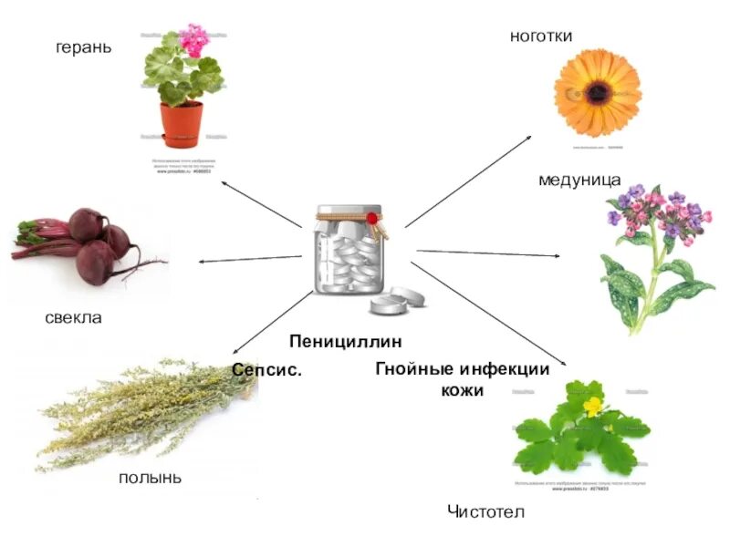 Чистотел и календула. Трава вместо пенициллина. Пеларгония и календула. Ноготки и медунки.
