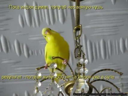 Как понять что попугай пытается говорить