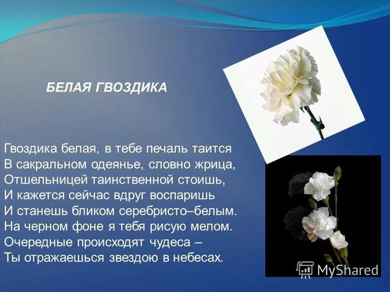 Белые цветы значение. Белые цветы значение