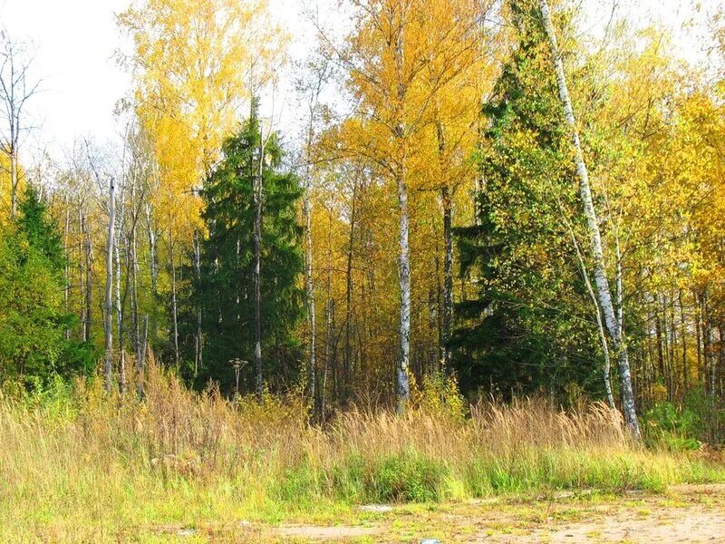 Смешанный день. Хвойные леса архангельской области. Смешанный день. Белково-углеводное чередование меню. Природа осень.