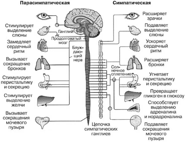 Действия симпатического и парасимпатического отделов. Схема симпатической и парасимпатической нервной системы. Парасимпатическая система и симпатическая система. Симпатическая и парасимпатическая нервная система таблица. Симпатическая часть вегетативной нервной системы схема.