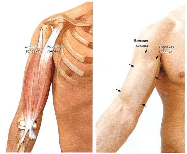 Длинная головка двуглавой мышцы плеча анатомия. Анатомия сухожилия длинной головки бицепса плеча. Сухожилие длинной головки двуглавой мышцы. Сухожилие двуглавой мышцы плеча анатомия.
