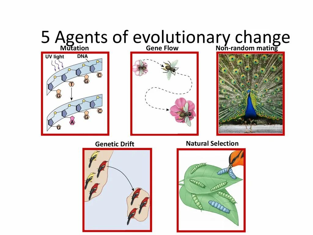 Random change. Вышивка natural selection. natural selection and genetic dispersion. change or evolution.