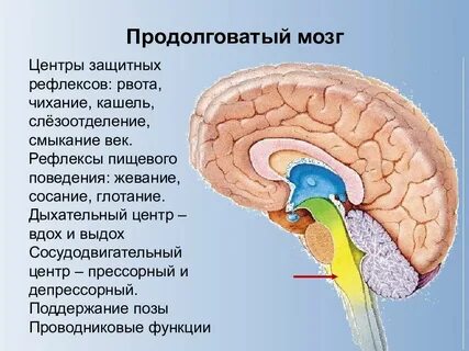 Центры каких рефлексов в продолговатом мозге