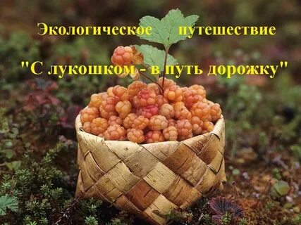 Морошка программа