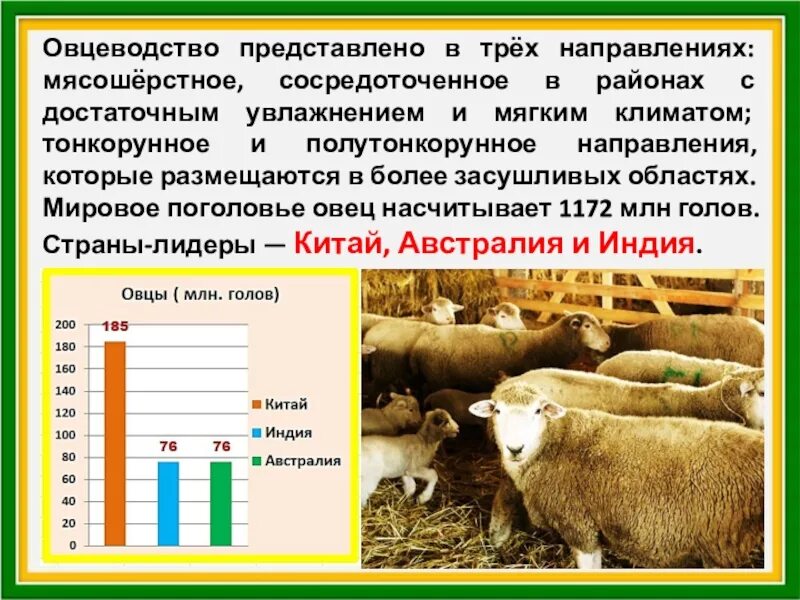 Овцеводство отрасль специализации. Районы разведения овец. Овцеводство страны Лидеры. Направления овцеводства. Крупнейшие районы овцеводства.