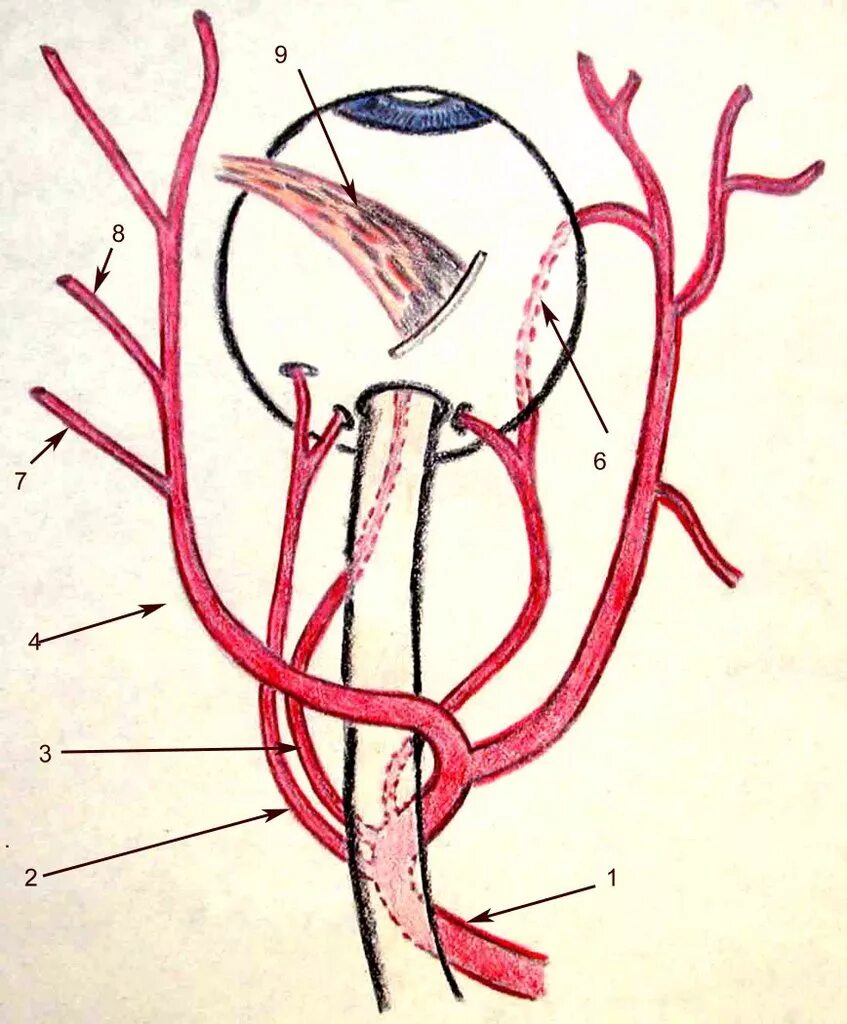 Ветви глазной артерии анатомия. Кровоснабжение глазного яблока. Кровоснабжение глаза анатомия схема. Схема глазничная артерии. Кровообращение зрения