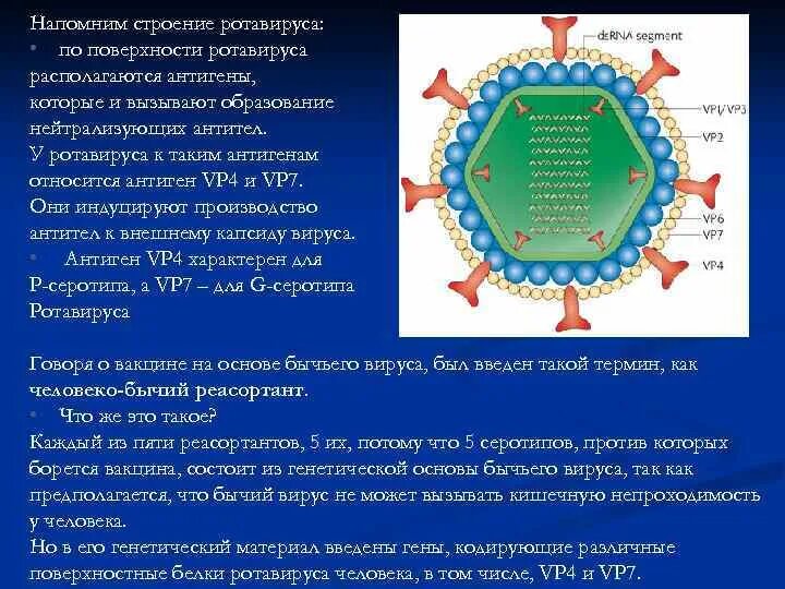 Строение ротавируса микробиология. Ротавирус антигенная структура. Строение вириона ротавируса. Ротавирус строение вируса.