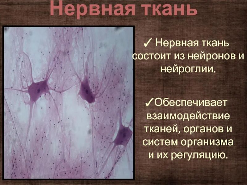 Нервная ткань состоит из. Нервная ткань в организме человека. Органы состоящие из нервной ткани. Тканевые элементы нервной ткани