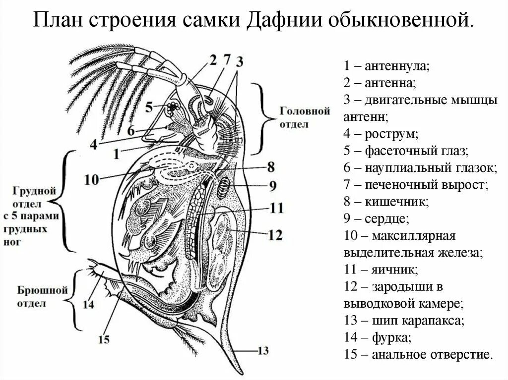 Какой тип кровеносной системы характерен для дафнии. Daphnia pulex строение. Строение самки дафнии. Дафния строение Мандибула. Строение дафнии обыкновенной.