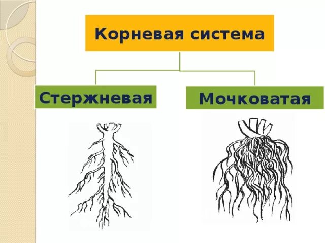 Схема мочковатой корневой системы. Стержневая и мочковатая корневая система рисунок. Что такое стержневая система и мочковатая система.