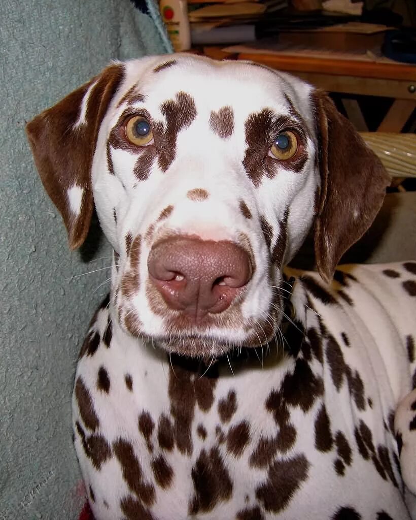 Собаки породы далматинец. Курцхаар коричневый. Собачка джек рассел терьер. Джек-рассел-терьер щенок. Собака с коричневыми пятнами.