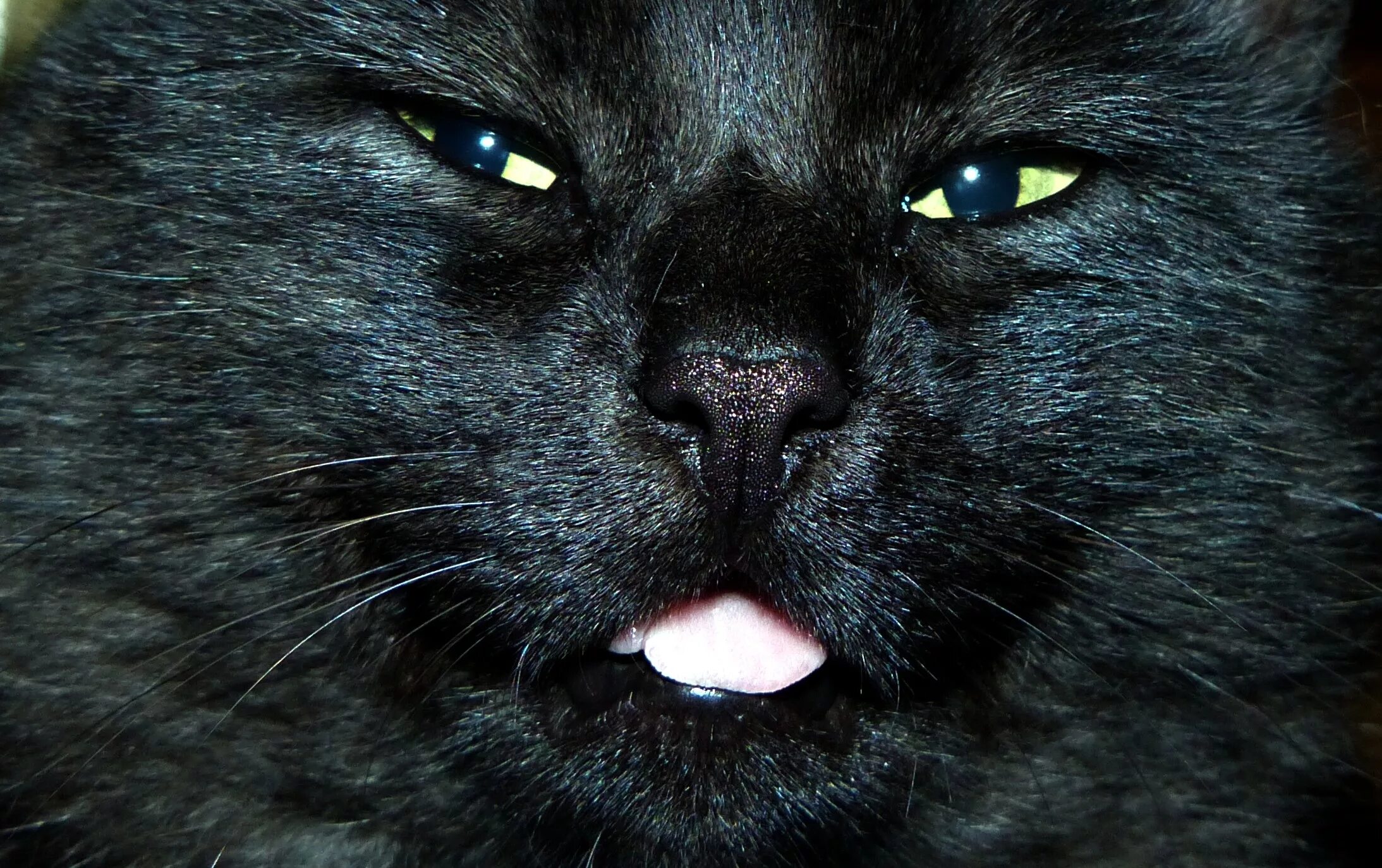 Лицо черного кота