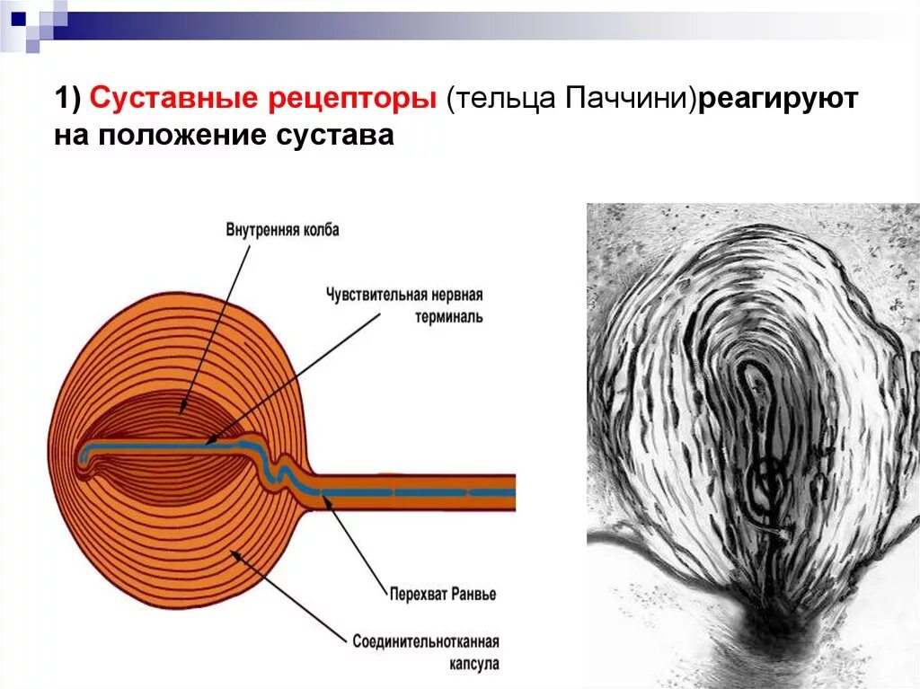 Строение сухожильных рецепторов гольджи. Проприорецепторы мышц и сухожилий. Чувствительность от мышечных и суставных рецепторов. Проприорецепторы строение. Чувствительность от мышечных и суставных рецепторов.