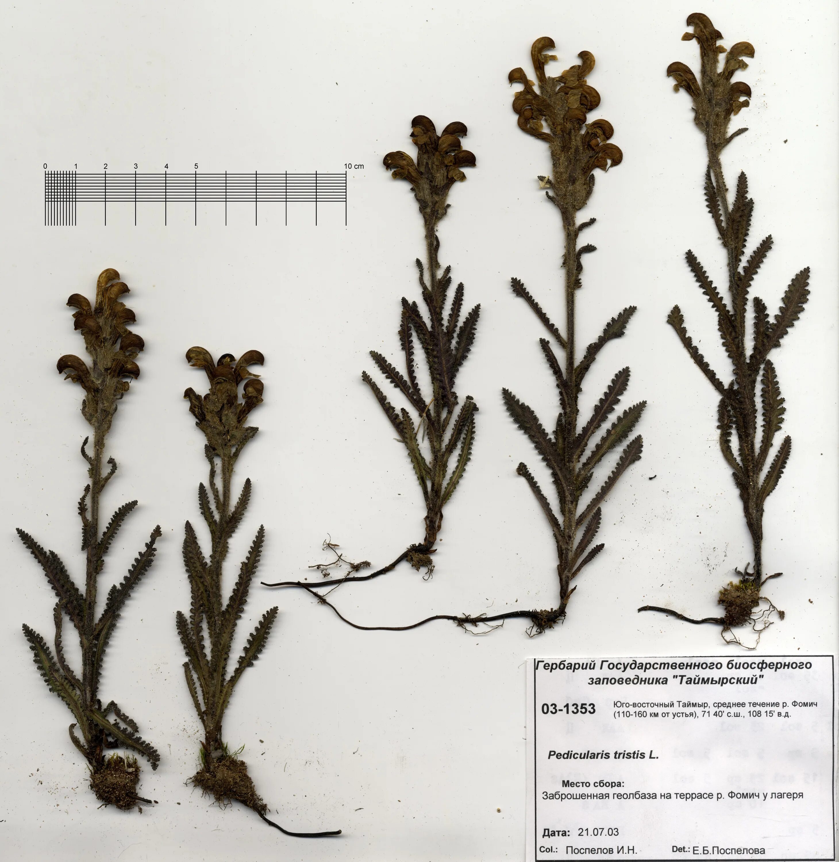 травы, высушенной для гербария. катерина винтерова гербарий. фон для гербария распечатать. самый древний гербарий. миф гербарий книга.