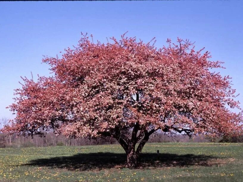 Яблоня обильноцветущая Malus floribunda. Яблоня декоративная флорибунда. Яблоня обильноцветущая (Malus floribunda Royalty. Яблоня Недзведского флорибунда. Яблоня флорибунда