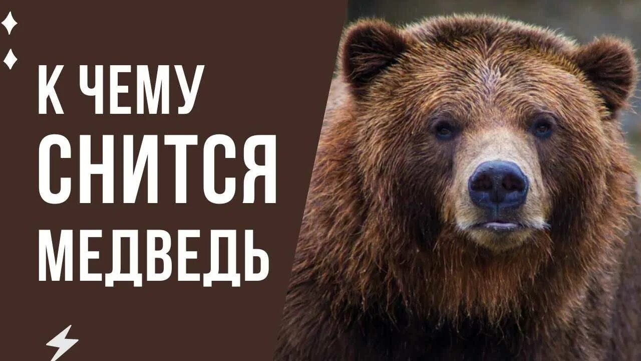 Приснился медведь к чему женщине. К чему снится медведь в доме женщине. Видеть во сне медведя для женщины к чему. К чему снится маленький медвежонок. Что если снится медведь.