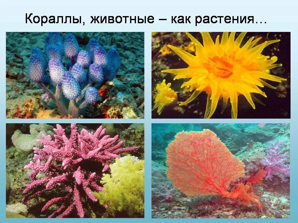 Морской мир кратко. Морские растения. Растения морей и океанов. Животные и растения моря. Растения обитатели морей и океанов.